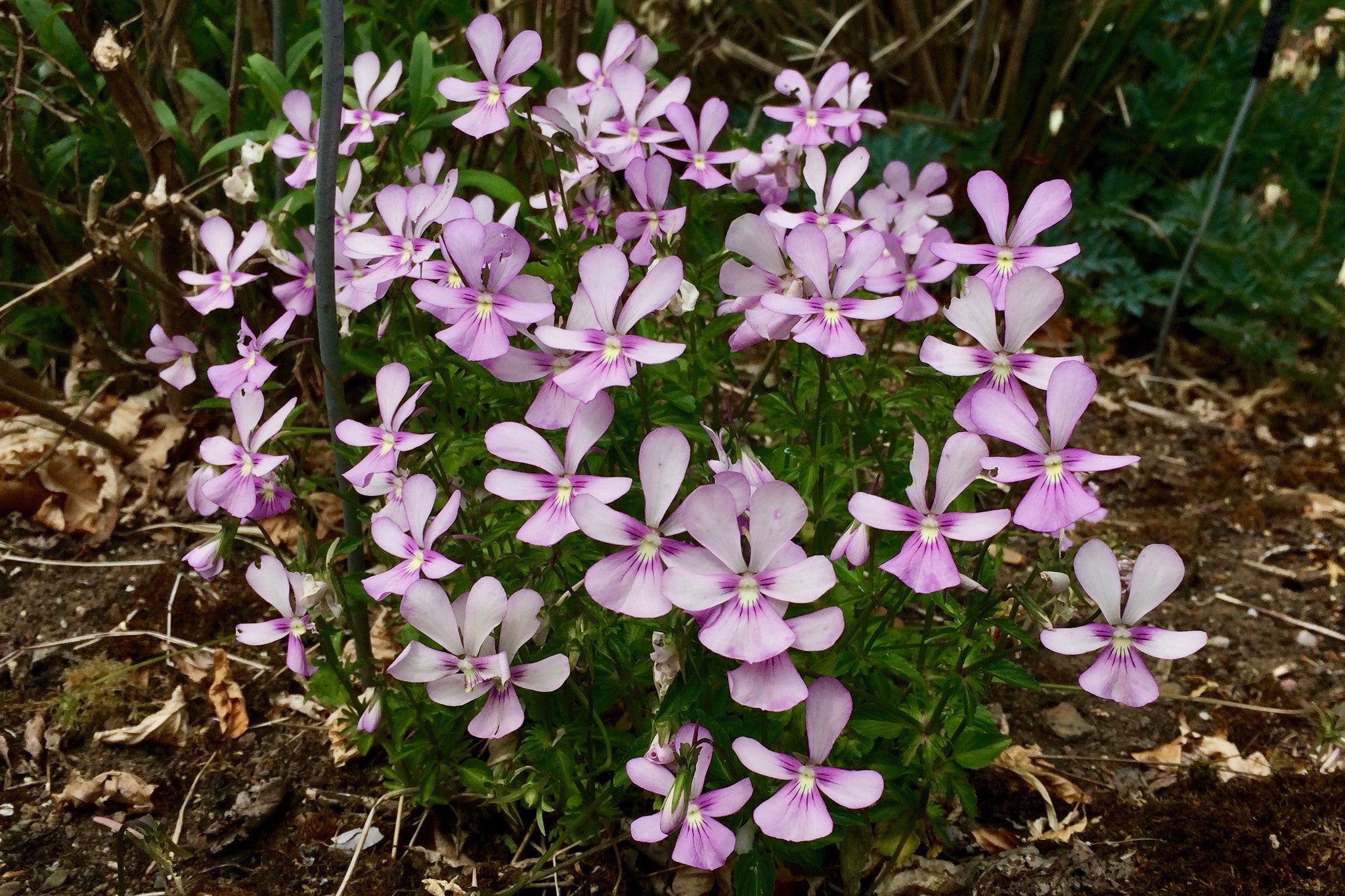 Viola cornuta 'Victoria's Blush' (C) Ballyrobert Gardens