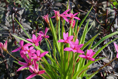 x Rhodoxis 'Hebron Farm Cerise'