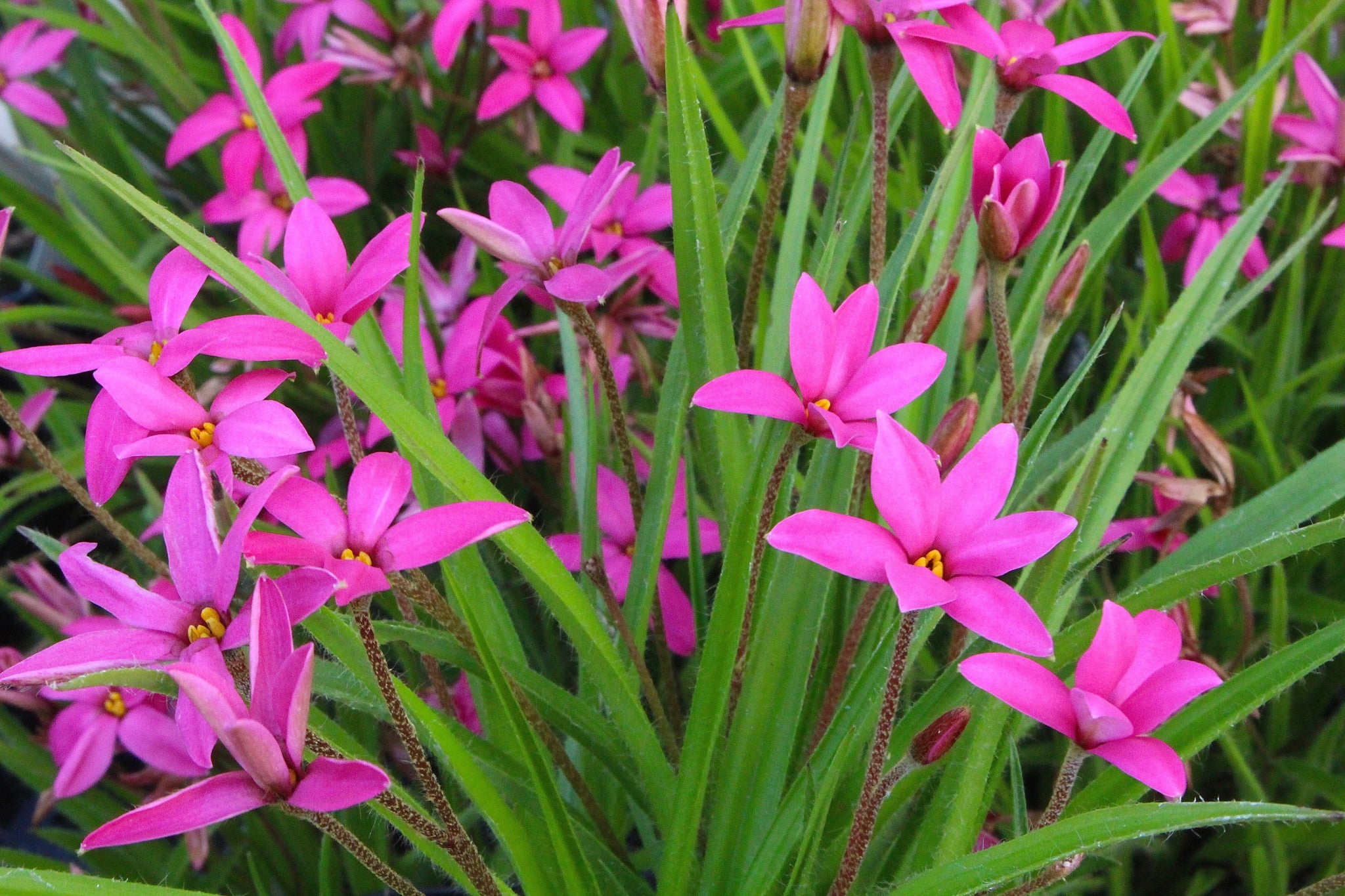 x Rhodoxis 'Hebron Farm Cerise' Ballyrobert Gardens