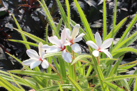 x Rhodoxis hybrida ’Hebron Farm Red Eye’